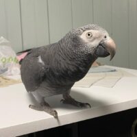 Buy Male Timneh African Grey Parrot