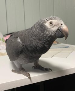 Buy Male Timneh African Grey Parrot
