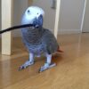 Congo African Grey Bird for Sale