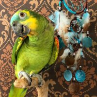 Blue Fronted Amazon Parrot for sale