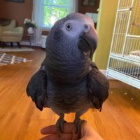 Buy Weaned Timneh African Grey