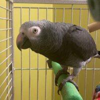 Hand Raised Timneh African Grey