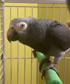 Hand Raised Timneh African Grey
