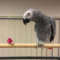 Buy Female Timneh African Grey