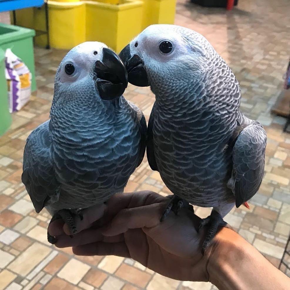 African grey Parrot for Sale