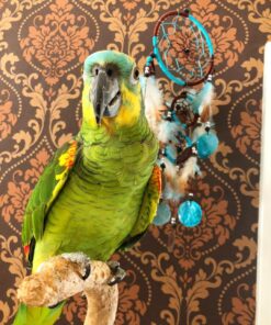 Blue Fronted Amazon Parrot for sale