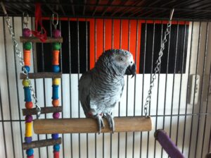 African grey parrot for sale bay area
