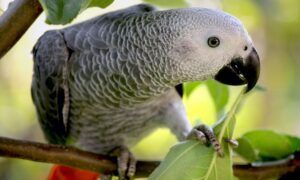 African grey parrots for sale Tennessee