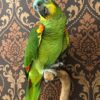 Blue Fronted Amazon Parrot for sale