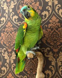 Blue Fronted Amazon Parrot for sale