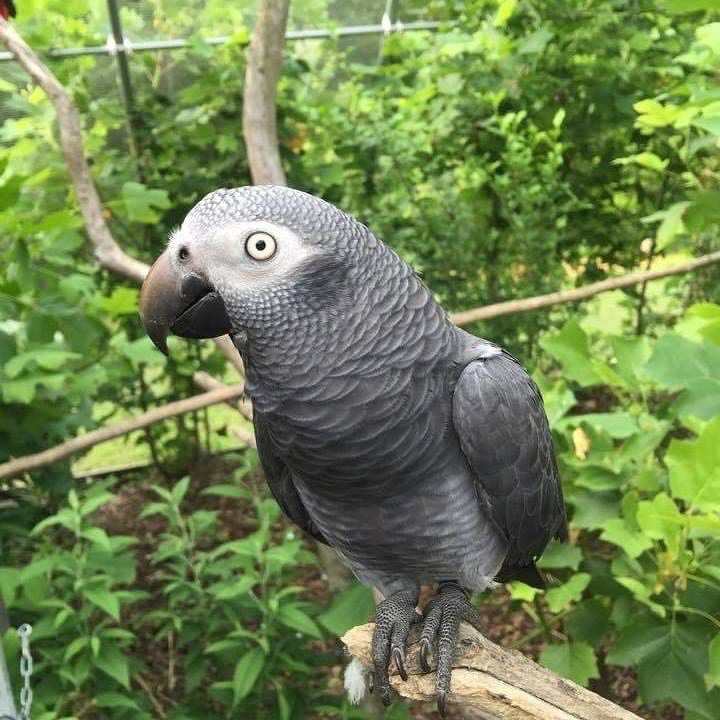 Grey African Parrot for Sale
