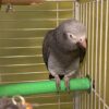 Tamed Female Timneh African Grey