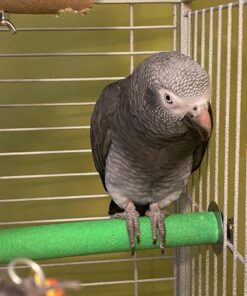 Tamed Female Timneh African Grey