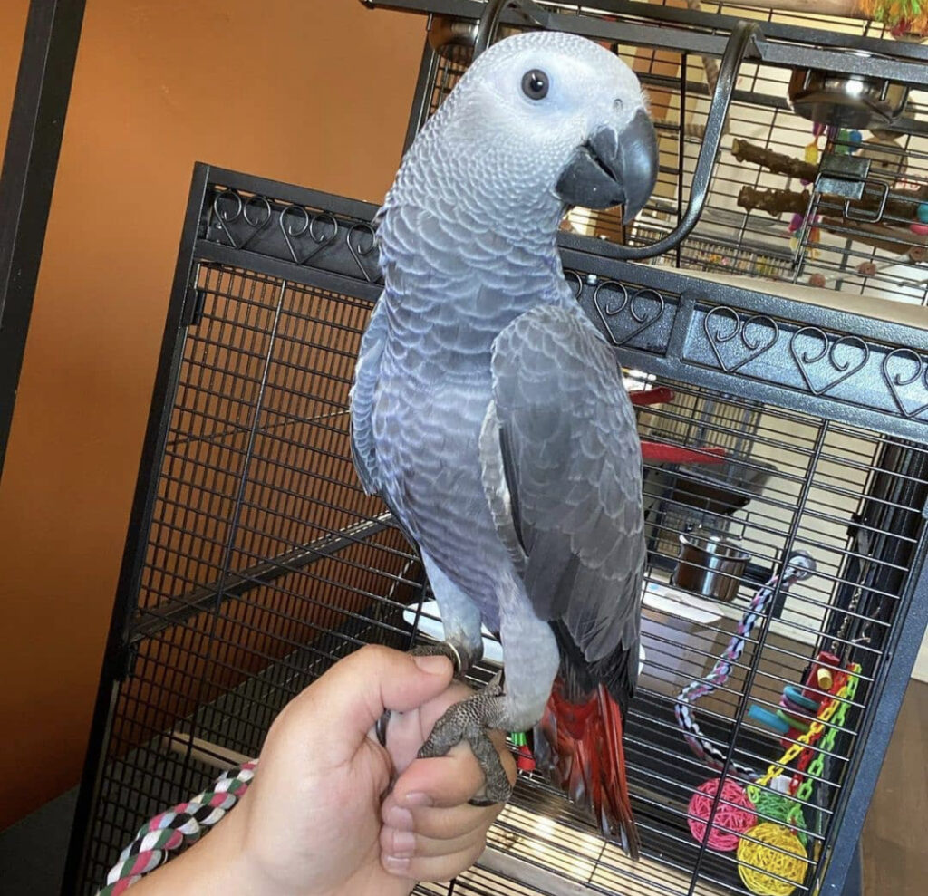 Grey African Parrots for Sale