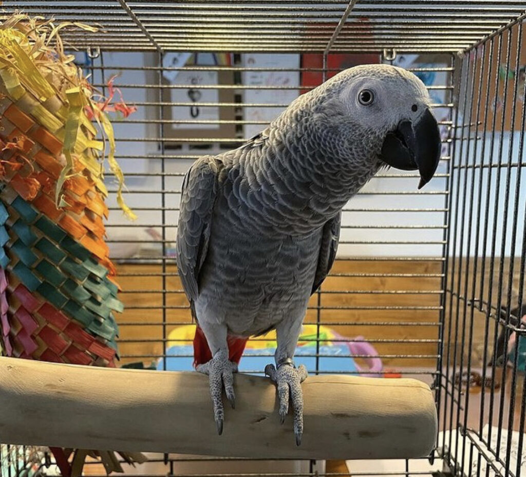 African Grey Parrots for Sale Images