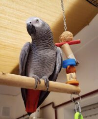 Congo African Grey Parrot for Sale