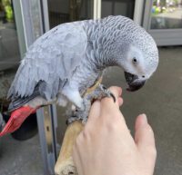 African Grey Congo Baby Boy