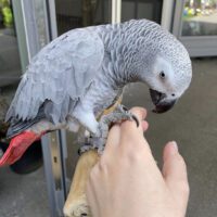 African Grey Congo Baby Boy