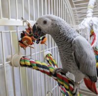 Female Timneh African Grey Parrot for Sale