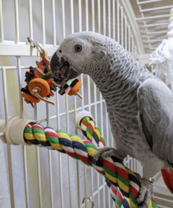 Female Timneh African Grey Parrot for Sale