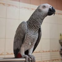 Pair of African Grey