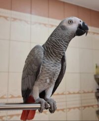 Pair of African Grey