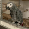 Male Timneh African Grey for Sale
