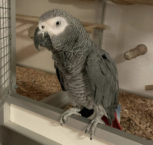 Male Timneh African Grey for Sale