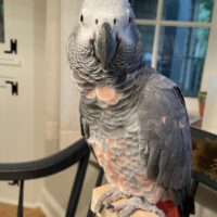 Healthy Timneh African Grey Parrot for Sale 