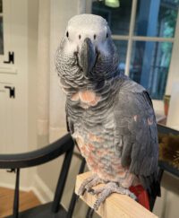 Healthy Timneh African Grey Parrot for Sale 