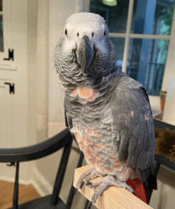 Healthy Timneh African Grey Parrot for Sale 