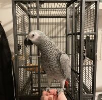 Male Congo African Grey for Sale