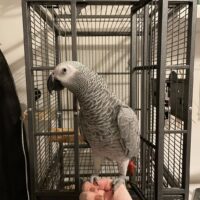 Male Congo African Grey for Sale