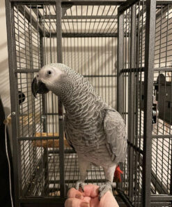 Male Congo African Grey for Sale