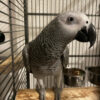 Buy African Grey Parrot Online