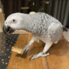 Buy Congo African Grey Parrot