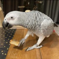 Buy Congo African Grey Parrot