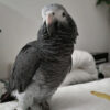 Adorable Timneh African Grey