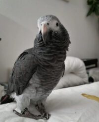 Adorable Timneh African Grey