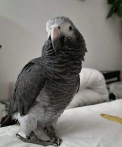 Adorable Timneh African Grey