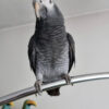 Female Timneh African Grey Bird