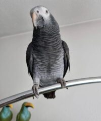 Female Timneh African Grey Bird