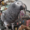 Cheap African Grey Parrot