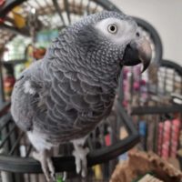 Male Sweet African Grey