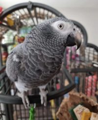 Male Sweet African Grey