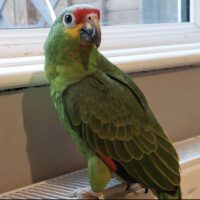 red lored amazon parrot for sale