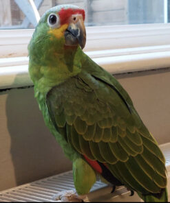 red lored amazon parrot for sale