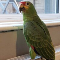 Red Lored amazon parrot for sale