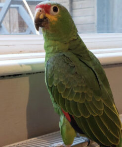 Red Lored amazon parrot for sale