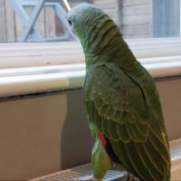 red lored amazon parrot for sale